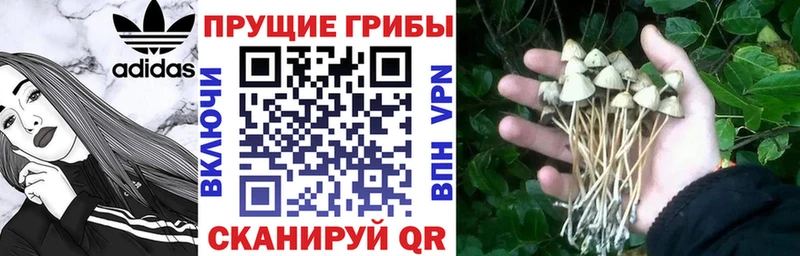 Псилоцибиновые грибы мухоморы где можно купить Давлеканово